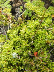 Baccharis magellanica