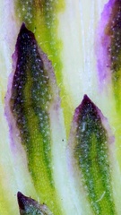 Symphyotrichum divaricatum