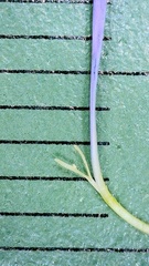 Symphyotrichum divaricatum