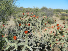 Cylindropuntia