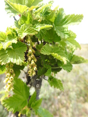 Ribes magellanicum
