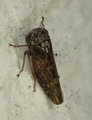 Acericerus
