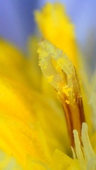 Symphyotrichum divaricatum