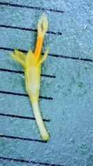 Symphyotrichum divaricatum