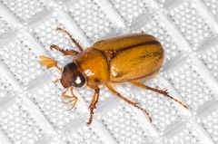 Cyclocephala longula