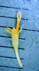 Symphyotrichum divaricatum