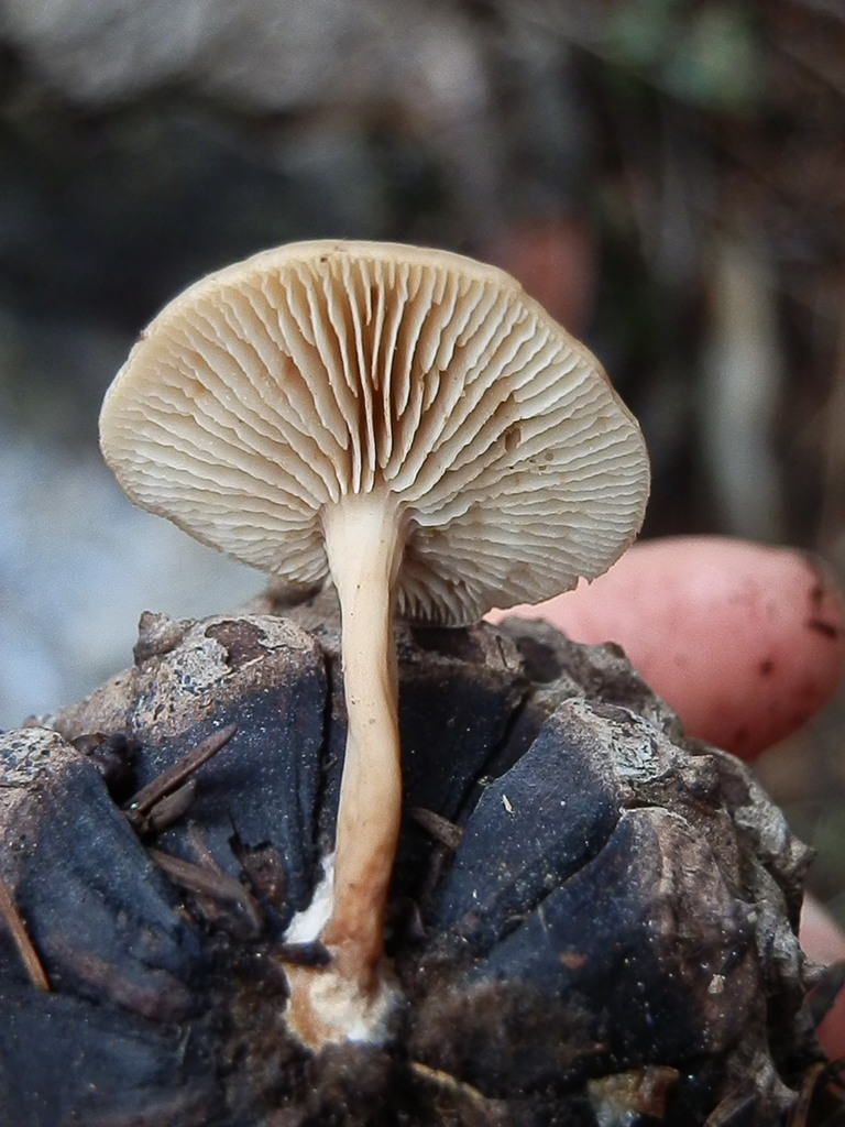 Lentinellus cystidiosus
