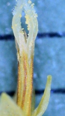 Symphyotrichum divaricatum