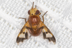 Oestrophasia calva