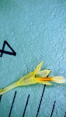 Symphyotrichum divaricatum