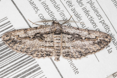 Iridopsis obliquaria