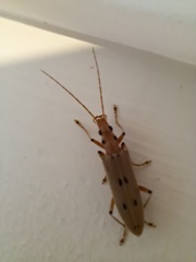 Parisopalpus nigronotatus