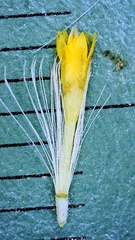 Symphyotrichum divaricatum