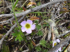 Oxalis enneaphylla