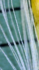 Symphyotrichum divaricatum