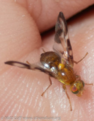 Euleia uncinata