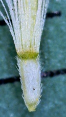 Symphyotrichum divaricatum