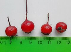 Crataegus chrysocarpa