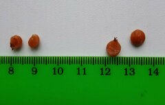 Crataegus chrysocarpa