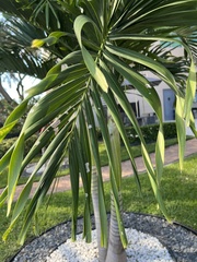 Arecaceae