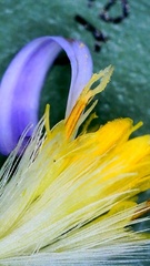 Symphyotrichum divaricatum