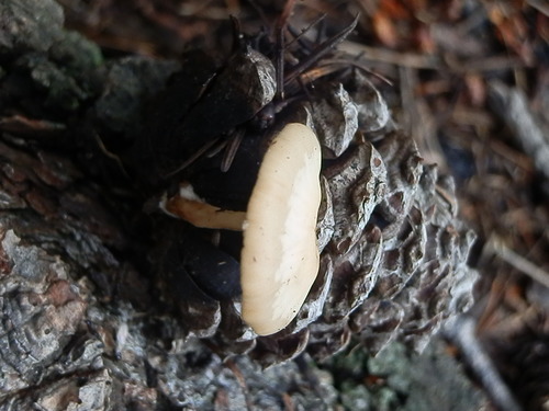Lentinellus cystidiosus image