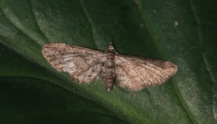 Eupithecia lentiscata