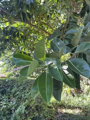 Ficus elastica