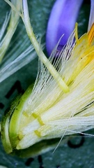 Symphyotrichum divaricatum