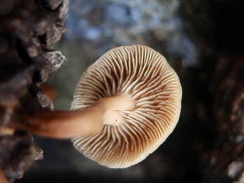 Lentinellus cystidiosus image