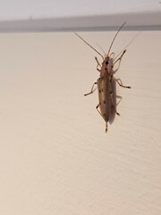 Parisopalpus nigronotatus