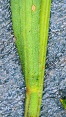 Symphyotrichum divaricatum