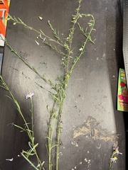 Symphyotrichum divaricatum