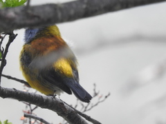 Phrygilus patagonicus