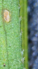 Symphyotrichum divaricatum