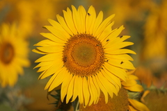 Diabrotica speciosa