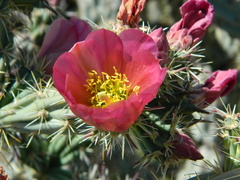 Cylindropuntia acanthocarpa acanthocarpa