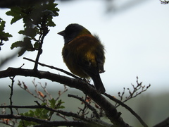 Phrygilus patagonicus