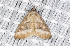 Ogdoconta moreno