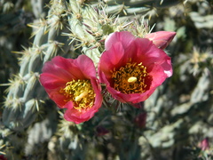 Cylindropuntia acanthocarpa acanthocarpa