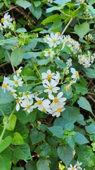 Montanoa