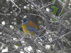 Phrygilus patagonicus