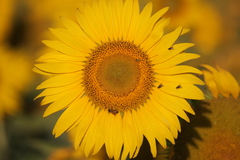 Diabrotica speciosa