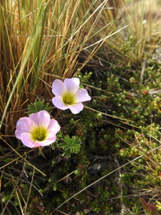 Oxalis enneaphylla