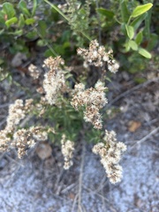 Eupatorium mohrii