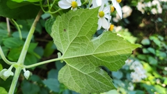 Montanoa