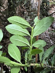 Ilex pernervata