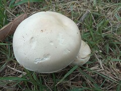 Leucoagaricus leucothites