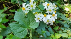 Montanoa