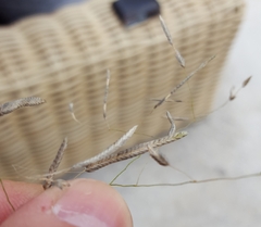 Eragrostis tremula